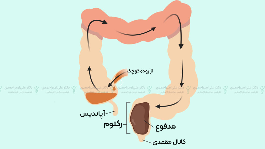 روده بزرگ