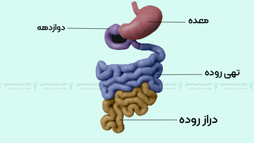 روده کوچک